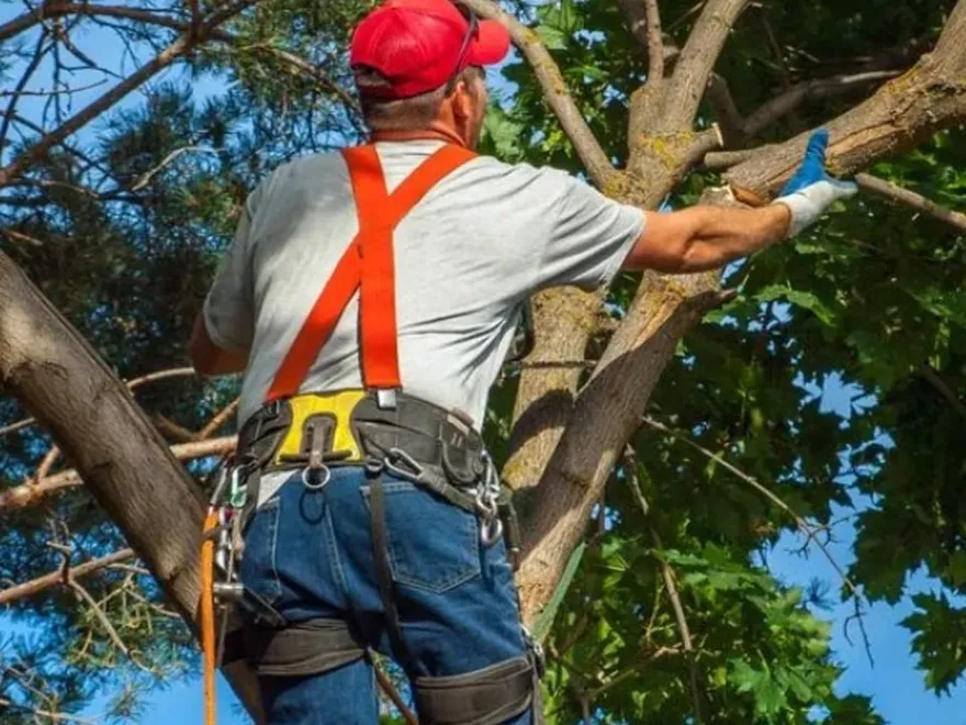 Lee's Tree Service featured image